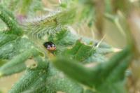 Geocoris erythrocephalus