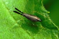 Heterotoma planicornis