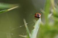 Deraeocoris ruber