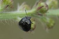 Coptosoma scutellatum