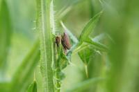 Aphrodes