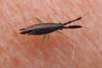Heterotoma planicornis