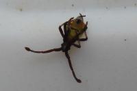 Gonocerus acuteangulatus