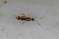 Campyloneura virgula