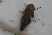 Aphrophora alni