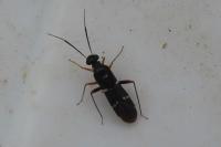 Globiceps sphaegiformis