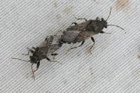 Heterogaster urticae