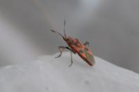 Corizus hyoscyami