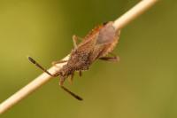 Coriomeris denticulatus