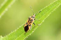 Corizus hyoscyami