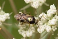 Orthops