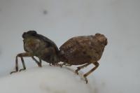 Issus coleoptratus