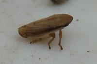 Neophilaenus