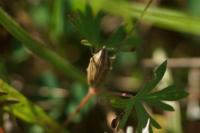 Aelia acuminata