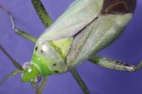 Adelphocoris quadripunctatus