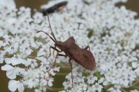 Coreus marginatus