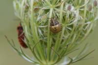 Graphosoma italicum