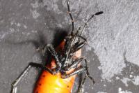 Arocatus roeselii