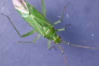 Blepharidopterus angulatus