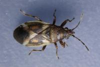Oxycarenus modestus
