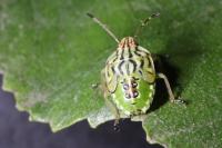 Elasmucha grisea