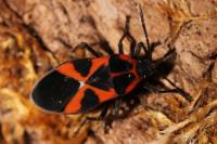 Tropidothorax leucopterus