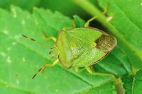 Palomena prasina