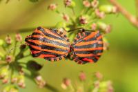Graphosoma italicum