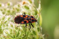Spilostethus saxatilis