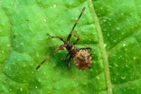 Coreus marginatus