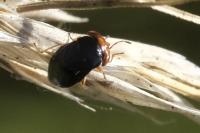 Geocoris erythrocephalus
