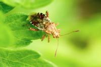 Rhopalus subrufus