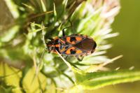Spilostethus saxatilis