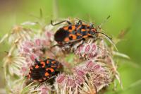 Spilostethus saxatilis