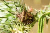 Dolycoris baccarum
