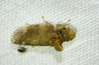 Ledra aurita
