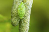 Pantilius tunicatus