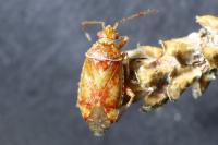 Alloeotomus germanicus