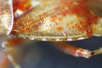 Alloeotomus germanicus