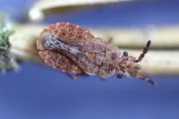 Aradus cinnamomeus