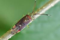Pantilius tunicatus