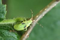 Pantilius tunicatus