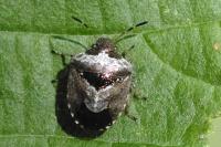 Stagonomus venustissimus
