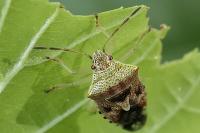 Elasmucha grisea