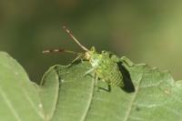Pantilius tunicatus