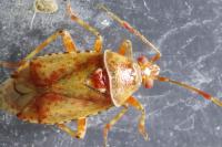 Alloeotomus germanicus