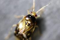 Deraeocoris lutescens