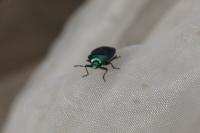 Zicrona caerulea