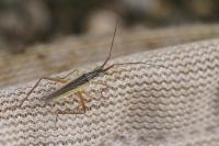 Notostira elongata/erratica