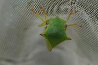 Stictocephala alta